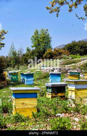 Abeille, ruche dans le parc national de Llogara dans les montagnes de Ceraunian dans le sud de l'Albanie, Llogara, Quark Vlora, Albanie Banque D'Images