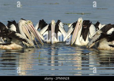 Pélican australien (Pelecanus consvertatus) Groupe d'adultes pêchant en cercle étroit, comportement coopératif, Australie Banque D'Images