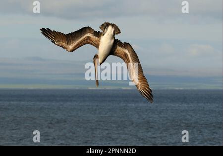 Pélican de mer, pélican brun, pélicans de mer, pélicans brun (Pelecanus occidentalis), pélican, pélican de Ruddy, animaux, oiseaux, Pélican brun pour jeunes, po Banque D'Images