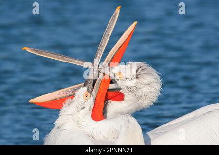 Pélican dalmatien (Pelecanus crispus) deux mâles adultes, gros plan de la tête et du bec, luttant en mer, lac Kerkini, Macédoine, Grèce Banque D'Images