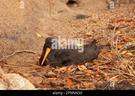 Huistercapcher variable (Haematopus unicolor), Oystercapchers de Nouvelle-Zélande, animaux, oiseaux, palans, Oystercatcher variable adulte, assis sur un nid, Nouveau Banque D'Images