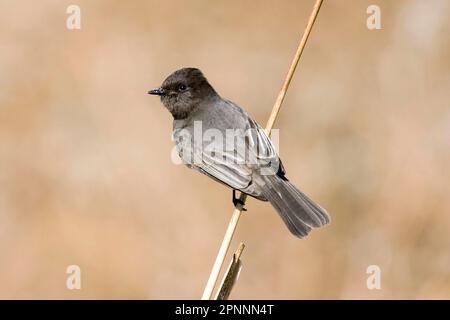 phoebe noir (Sayornis nigricans), adulte, utricularia ochroleuca (U.) (U.) S. A. Banque D'Images