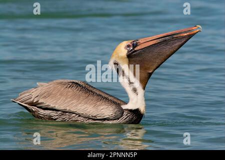 Pélican brun (Pelecanus occidentalis) adulte, avalant du poisson, nageant en mer, île de Sanibel, Floride (U.) S. A. Banque D'Images