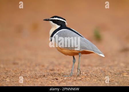 Pluvier égyptien (Pluvianus aegyptius), adulte, courant sur une rive sablonneuse, Niokolo-Koba, Sénégal Banque D'Images