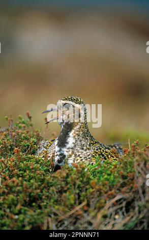 Pluvialis abricot (Pluvialis abricaria) adulte, appelant de nid, Écosse, Grande-Bretagne Banque D'Images
