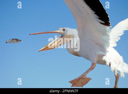 Adulte blanc Grand pélican blanc (Pelecanus onocrotalus), en vol, en train de prendre des poissons jetés par bateau, Walvis Bay, Namibie Banque D'Images