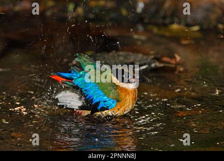 Pitta à ailes bleues (Pitta moluccensis) immature, premier plumage hivernal, baignade dans la piscine forestière, Kaeng Krachan N. P. Thaïlande Banque D'Images