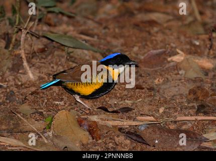 Gurney's Pitta (Pitta gurneyi), homme adulte, debout sur le sol forestier, Khao Nor Chuchi, Thaïlande Banque D'Images