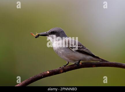 Oiseau gris (Tyrannus dominicensis dominicensis) adulte, avec une proie de guêpe dans le bec, perché sur la branche, Cayo Coco, Jardines del Rey, Ciego de Avila Banque D'Images