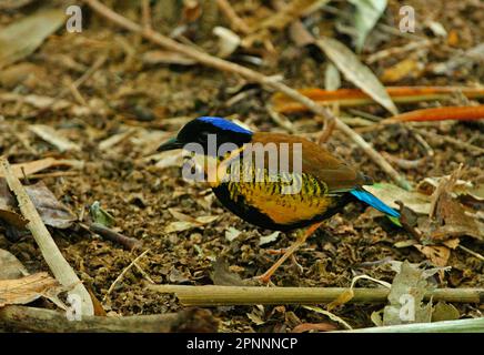 Gurney's Pitta (Pitta gurneyi), homme adulte, debout sur le sol forestier, Khao Nor Chuchi, Thaïlande Banque D'Images