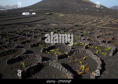 Vignes avec parois de roche de lave, viticulture sur cendres volcaniques en méthode de culture sèche, la Geria, île de Lanzarote, îles Canaries, îles Canaries, Espagne Banque D'Images