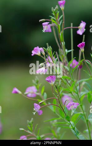 Shaggy willowherb Banque D'Images