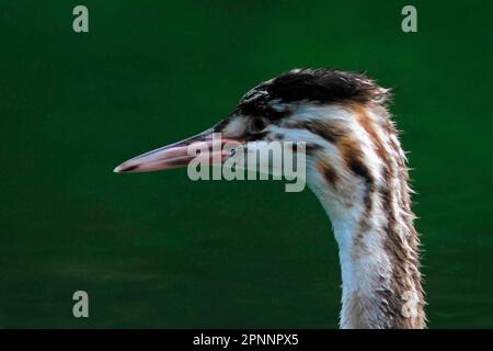 Grande Grebe à crête, jeune oiseau Banque D'Images