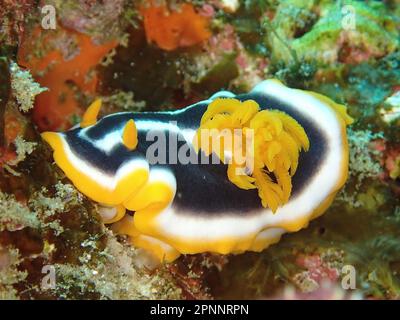 Escargot d'Afrique (Chromodoris africana), site de plongée du parc national de la baie de Sodwana, réserve marine de Maputaland, KwaZulu Natal, Afrique du Sud Banque D'Images