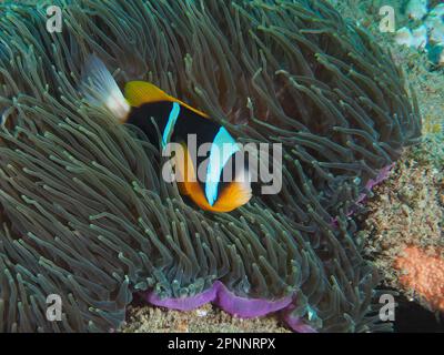 Le poisson-clown d'Allard (Amphiprion allardi) dans son anémone de splendeur (Heteractis magifica), site de plongée du parc national de la baie de Sodwana, Maputaland Marine Banque D'Images