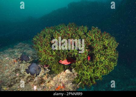 Corail d'arbre vert (Tubastrea micranthus) et diademhusar (Sargocentron diadema), site de plongée Aliwal Shoal, Umkomaas, KwaZulu Natal, Afrique du Sud Banque D'Images