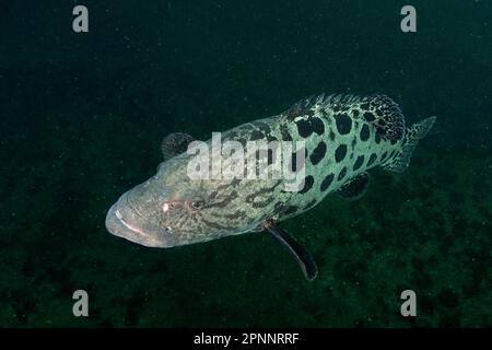 Mérou de pomme de terre (Epinephelus tukula), site de plongée de la Shoal Aliwal, Umkomaas, KwaZulu Natal, Afrique du Sud Banque D'Images