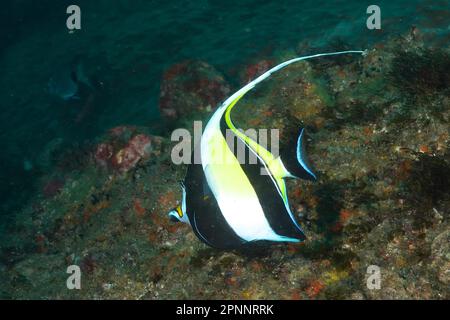 Idole maure (Zanclus cornutus), site de plongée du Shoal Aliwal, Umkomaas, KwaZulu Natal, Afrique du Sud Banque D'Images