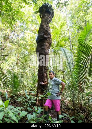 Palmari, Brésil- Nov, 2019: Homme brésilien à côté d'un énorme termite dans la forêt amazonienne. Amazonie, Brésil, Amérique du Sud. Banque D'Images