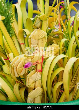 Un palmier fait de feuilles de palmier le dimanche dans les forêts tropicales de l'Amazone. Iquitos, Pérou, Amazonie, Amérique du Sud Banque D'Images