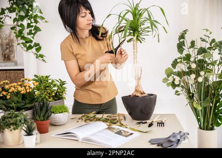 Femme jardinière coupant des feuilles sèches de la maison travaillant à l'atelier Banque D'Images