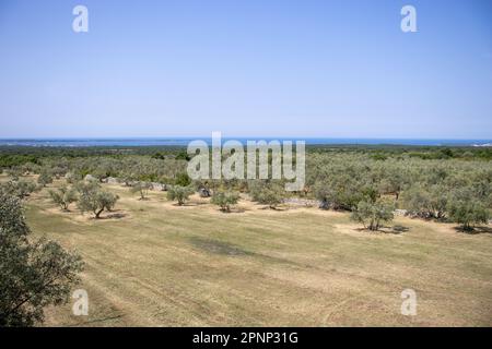 Oliveraies traditionnelles avec un ciel bleu clair et la mer bleue en arrière-plan près de Rovinj, Croatie Banque D'Images