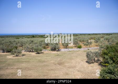 Oliveraies traditionnelles avec un ciel bleu clair et la mer bleue en arrière-plan près de Rovinj, Croatie Banque D'Images