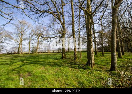 Les champs de pâturage typiques du Devon en hiver avec des haies et des arbres avec un ciel bleu clair Banque D'Images