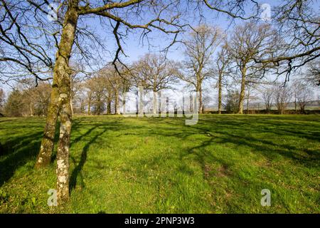 Les champs de pâturage typiques du Devon en hiver avec des haies et des arbres avec un ciel bleu clair Banque D'Images