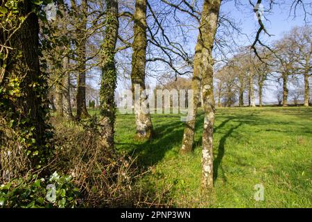 Les champs de pâturage typiques du Devon en hiver avec des haies et des arbres avec un ciel bleu clair Banque D'Images