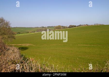 Les champs de pâturage typiques du Devon en hiver avec des haies et des arbres avec un ciel bleu clair Banque D'Images