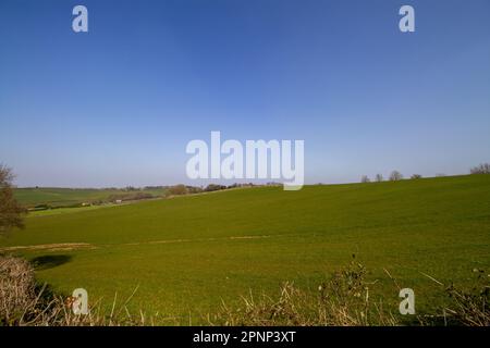 Les champs de pâturage typiques du Devon en hiver avec des haies et des arbres avec un ciel bleu clair Banque D'Images