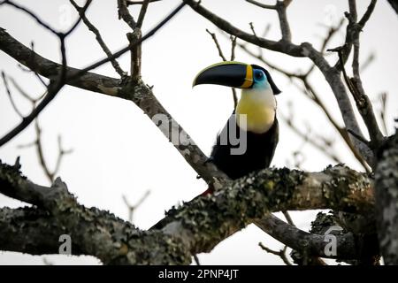 Gros plan d'un toucan coloré à gorge blanche (Ramphastos tucanus) sur un arbre sur fond blanc Banque D'Images