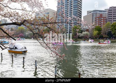 Ueno Park Tokyo Apri l2023, les locaux et les visiteurs pédalo sur le lac pour voir, hanami, cerisiers en fleurs dans le parc, Tokyo, Japon, Asie Banque D'Images