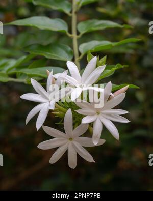 Gros plan sur les fleurs blanches de jasminum multipartitum arbuste aka starry jasmin sauvage ou jasmin africain fleurissant à l'extérieur dans le jardin tropical Banque D'Images