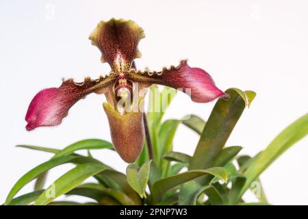 Vue rapprochée de la fleur rose pourpre et jaune brun de l'orchidée tropicale paphiopedilum hirsutissimum espèce isolée sur fond blanc Banque D'Images