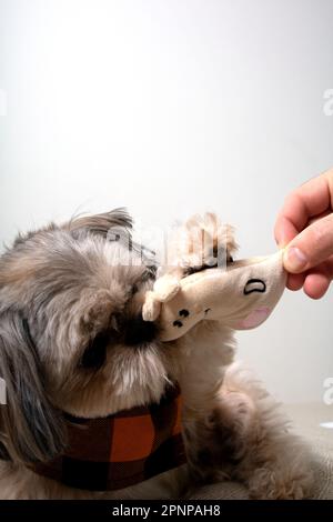 photo d'un chien tenant un jouet dans ses dents de près Banque D'Images