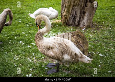 Un grand cygne nettoie ses plumes. Cygne sur une pelouse verte dans la boue près du lac au printemps. Cygne dans le parc près du réservoir pendant la journée sur le Banque D'Images