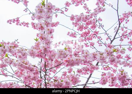 Foyer sélectif de belles branches de fleurs de cerisier rose sur l'arbre sous ciel bleu, belles fleurs de Sakura pendant la saison de printemps dans le parc, F Banque D'Images