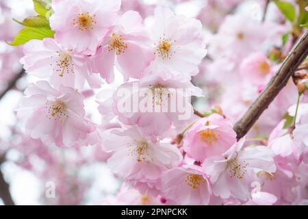 Foyer sélectif de belles branches de fleurs de cerisier rose sur l'arbre sous ciel bleu, belles fleurs de Sakura pendant la saison de printemps dans le parc, F Banque D'Images