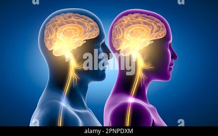 3D illustration montrant le cerveau actif et le nerf vagus énergétique (dixième nerf crânien ou CN X) Banque D'Images