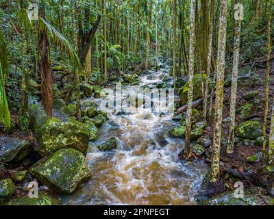 Un paysage pittoresque d'une crique qui coule à travers une jungle tropicale luxuriante Banque D'Images