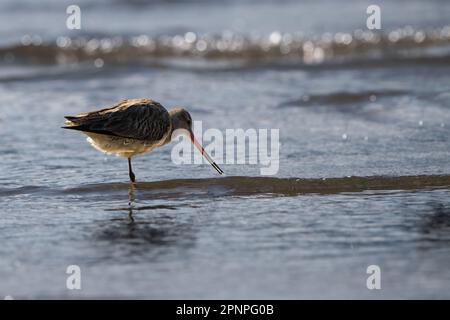 Un seul Dieu à queue de bar se dresse sur une jambe se nourrissant sur les vasières de l'Esplanade de Cairns, à l'extrême nord du Queensland, en Australie. Banque D'Images