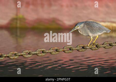 Un seul adulte a strié l'héron en utilisant une chaîne d'ancrage Helipad comme plate-forme de pêche sur l'Esplanade à Cairns, Queensland, Australie. Banque D'Images