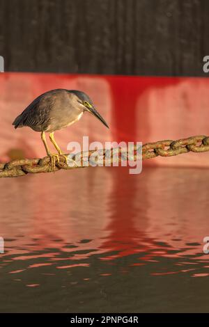 Un seul adulte a strié l'héron en utilisant une chaîne d'ancrage Helipad comme plate-forme de pêche sur l'Esplanade à Cairns, Queensland, Australie. Banque D'Images