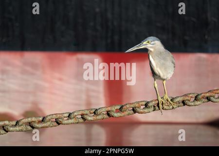 Un seul adulte a strié l'héron en utilisant une chaîne d'ancrage Helipad comme plate-forme de pêche sur l'Esplanade à Cairns, Queensland, Australie. Banque D'Images