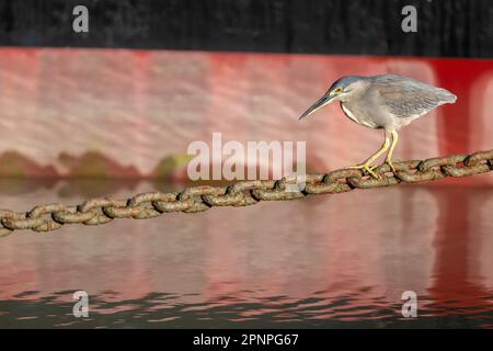Un seul adulte a strié l'héron en utilisant une chaîne d'ancrage Helipad comme plate-forme de pêche sur l'Esplanade à Cairns, Queensland, Australie. Banque D'Images