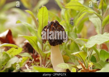 Un petit champignon comestible Morchella semilibera, communément appelé morel à moitié libre, pousse dans la forêt. Le capuchon marron est hémisphérique, pointu Banque D'Images