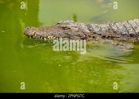 Le gros crocodile du Nil (Crocodylus niloticus) nage dans l'eau verte Banque D'Images