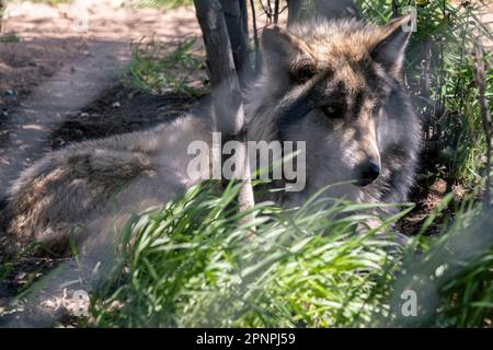 En 1977, il ne restait plus que 13 loups gris mexicains aux États-Unis. Leur habitat se trouvait dans les déserts de l'Arizona, du Nouveau-Mexique et du ChihuahuaMexico. La même année, un biologiste de l'université de Californie et sa femme ont acheté un terrain de 50 habitants surplombant le désert d'Anza-Borrego près de la ville de montagne du comté de San Diego, Julian. Finalement, la propriété a été transformée en California Wolf Center. En 2022, le Fish and Wildlife Service des États-Unis comptait 241 loups dans la nature, c'était la première fois que le dénombrement a dépassé 200. Loup gris mexicain se prélassant sous la lumière du soleil au California Wolf CEN Banque D'Images